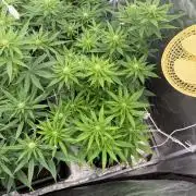 90x90 /420 w/ Best Breeders,Top Strain
