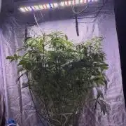Somango / 120x60 / 310w
