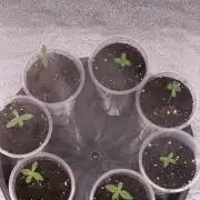 90x90/ Critical Widow 420w
