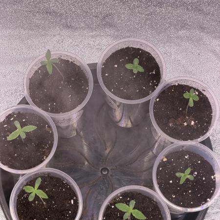 90x90/ Critical Widow 420w