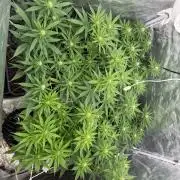 90x90 / 420 w / Mixed Strains