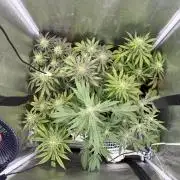 6 x 3,4l / 200w (SensiSeed)