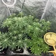 90x90 /420 w/ Best Breeders,Top Strain