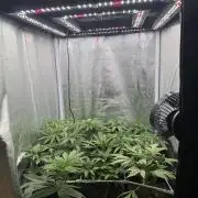 6 x 3,4l / 200w (SensiSeed)
