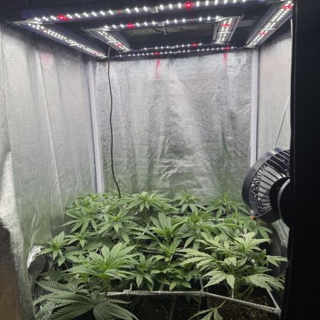 6 x 3,4l / 200w (SensiSeed)