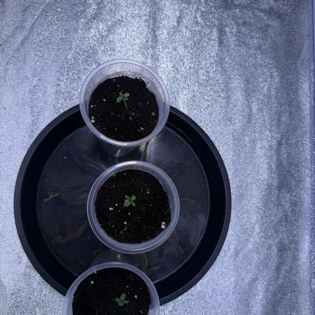 Somango / 120x60 / 315 w