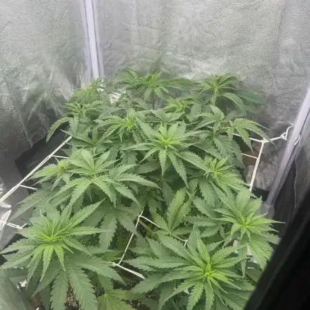 Amnesia Lemon + Critical Widow