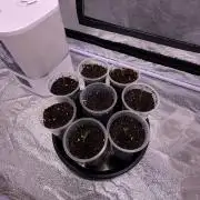 120x60 / Purple Cookie Kush 310w