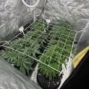 90x90 / 420 w / Mixed Strains