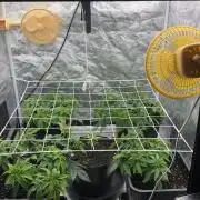 90x90 / Purple Cookie Kush 420w