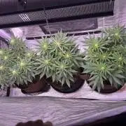 120x60/ Critical Widow/ 310w