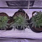120x60/ Critical Widow/ 310w
