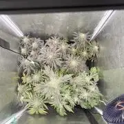 6 x 3,4l / 200w (SensiSeed)