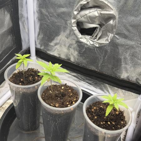 Somango / 60x60 / 200w