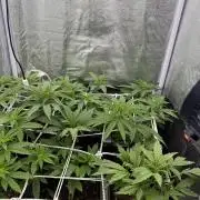 6 x 3,4l / 200w (SensiSeed)