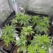 6 x 3,4l / 200w (SensiSeed)