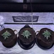120x60/ Critical Widow/ 310w