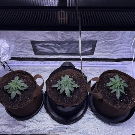 120x60/ Critical Widow/ 310w