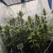 90x90 /420 w/ Best Breeders,Top Strain