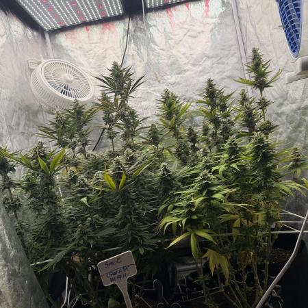 90x90 /420 w/ Best Breeders,Top Strain