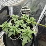 60x60/ Critical Widow 420w