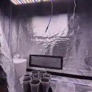 120x60 / Purple Cookie Kush 310w