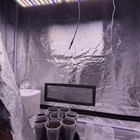 120x60 / Purple Cookie Kush 310w