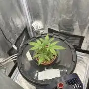 Somango / 60x60 / 200w