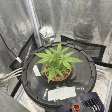 Somango / 60x60 / 200w