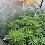 90x90 / Purple Cookie Kush 420w