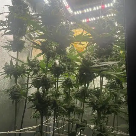 🌈Chocolate Rainbow xxl🌈 old dwc