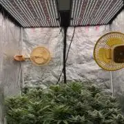90x90 / Purple Cookie Kush 420w