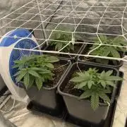 90x90 / Purple Cookie Kush 420w