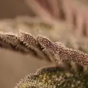 Grandi Guava & Gelato Cake