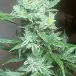 Super skunk