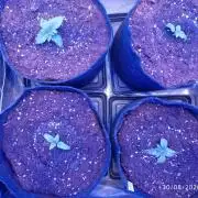 Choco Bang+Sour Diesel+Mai Tai