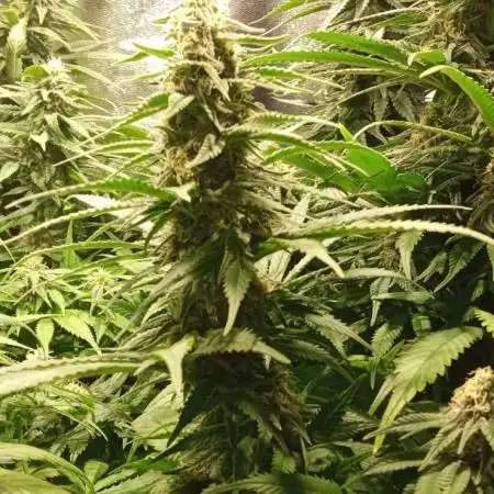 4 skunk #1