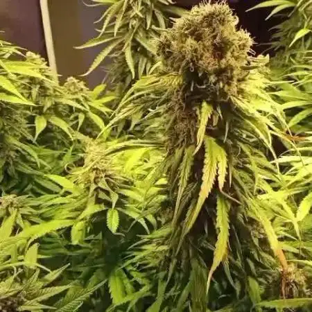 4 skunk #1