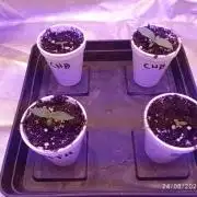 Choco Bang+Sour Diesel+Mai Tai