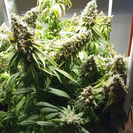 Chocolope LED scrog