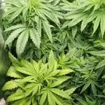 4 skunk #1