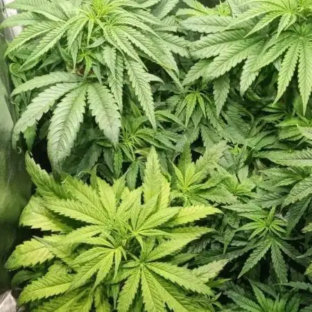 4 skunk #1