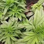 Choco Bang+Sour Diesel+Mai Tai