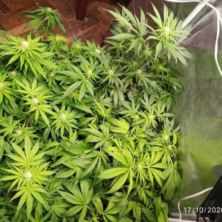 Choco Bang+Sour Diesel+Mai Tai