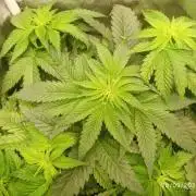 Choco Bang+Sour Diesel+Mai Tai