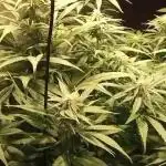 4 skunk #1