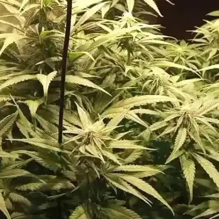 4 skunk #1