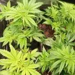 4 skunk #1