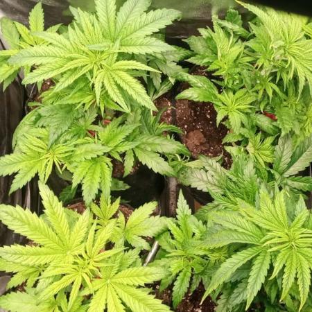 4 skunk #1