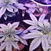 Choco Bang+Sour Diesel+Mai Tai
